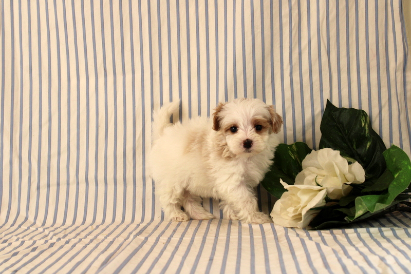puppy, for, sale, Maltipoo, Matthew B. Stoltzfus, dog, breeder, Gap, PA, dog-breeder, puppy-for-sale, forsale, nearby, find, puppyfind, locator, puppylocator, aca